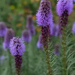 La Colibe, Catun Arhaic Ecologic Kemping