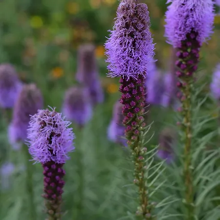 La Colibe, Catun Arhaic Ecologic אתר קמפינג