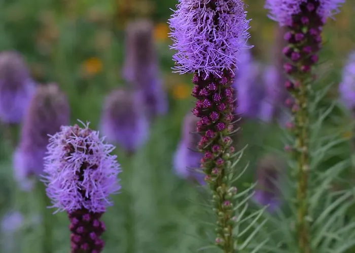 La Colibe, Catun Arhaic Ecologic キャンプ場